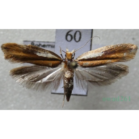 Ypsolopha parenthesella (Linnaeus, 1761) Czech60
